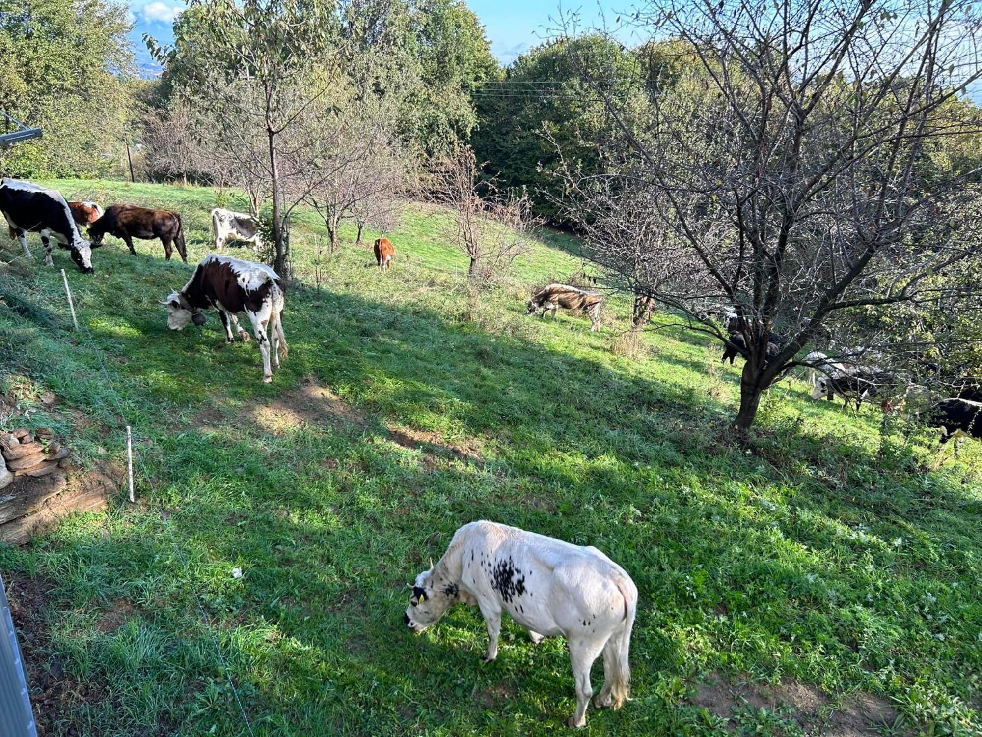Villa Casa Salada Bagnolo Piemonte Esterno foto